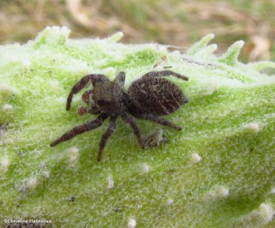 Jumping spider (Phidippis princeps)