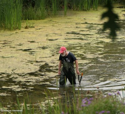 Volunteer removing invasive plants