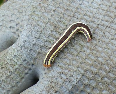 Striped Garden Caterpillar (Trichordestra legitima), #10304