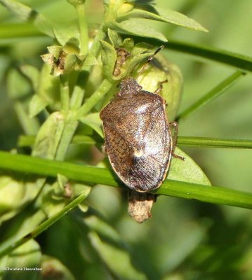 Stinkbug (Holcostethus limbolarius)