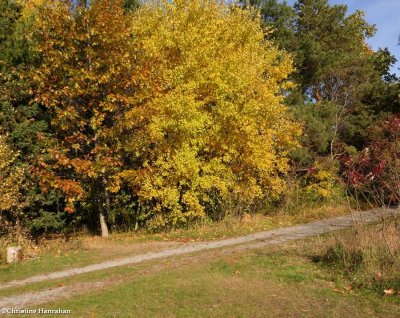 Autumn in the garden