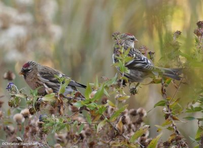 Common redpolls