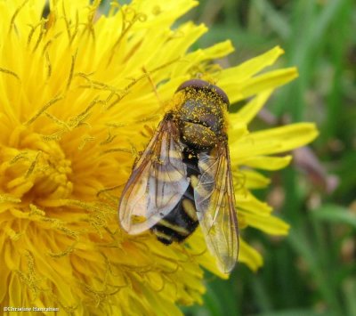 Hover fly (Lapposyrphus lapponicus)