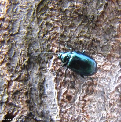 Flea beetle (Altica)