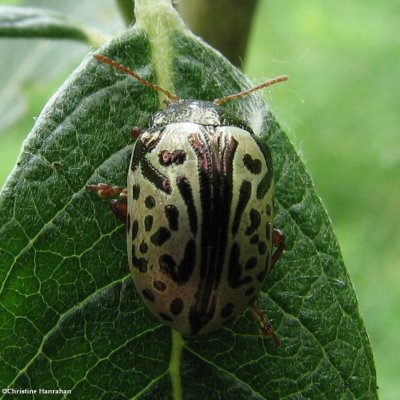 Calligraphic beetle (Calligrapha vicina) 