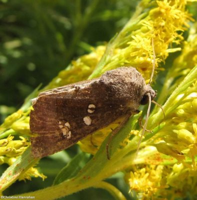 Coneflower borer moth (Papaipema nelita), #9502