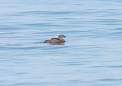 King Eider off Duxbury Beach, MA (Gurnet Point) - August 24, 2016