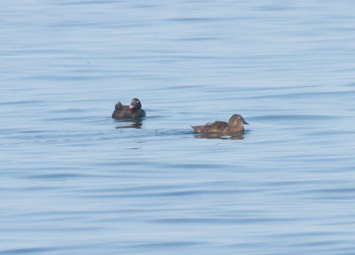 King Eider with White-winged Scoter off Duxbury Beach, MA (Gurnet Point) - August 24, 2016