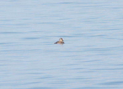 King Eider off Duxbury Beach, MA (Gurnet Point) - August 24, 2016