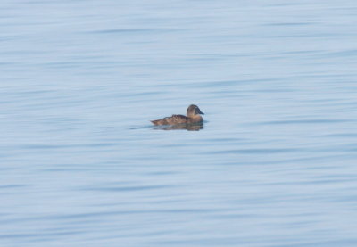 King Eider off Duxbury Beach, MA (Gurnet Point) - August 24, 2016