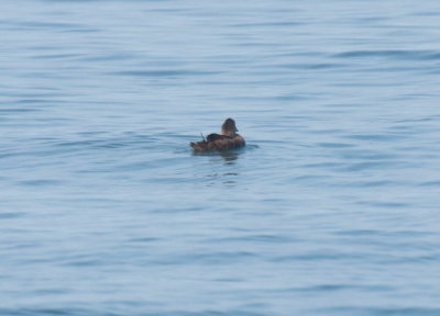 King Eider off Duxbury Beach, MA (Gurnet Point) - August 24, 2016