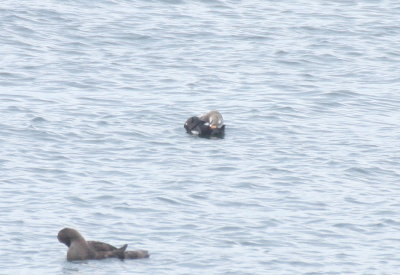 171011 IMG_7387 King Eider male - Gurnet.jpg