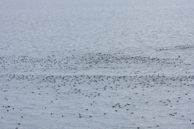 Concentration of Scoters (3 sp) and Eiders (2sp)  -  Duxbury Beach - Gurnet Point -  October 16, 2017  (img 7582)