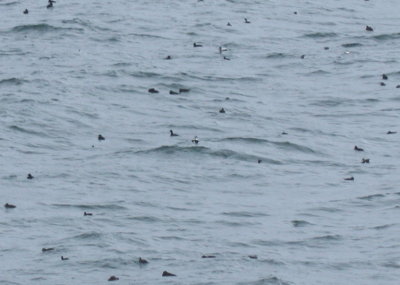 Migrating Scoters and Eiders off Gurnet Point - October 11-25, 2016