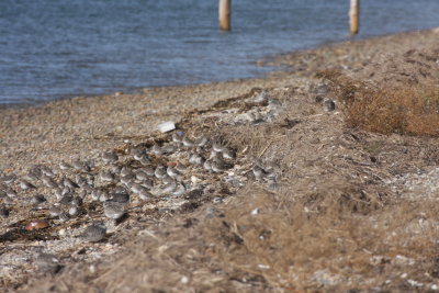 Closer view of Dunlin flock in previous photo