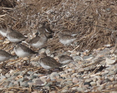 171104 IMG_8171_small calidris - WESA SESA WRSA  which.jpg