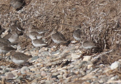 171104 IMG_8170_small calidris - WESA SESA WRSA  which.jpg