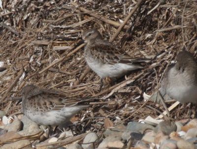 171104 IMG_8192_calidris - Western Dunlin what.jpg