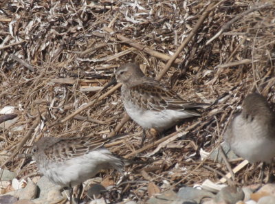 171104 IMG_8195_calidris - Western Dunlin what.jpg