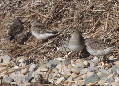 171104 IMG_8196_calidris - Western Dunlin what.jpg