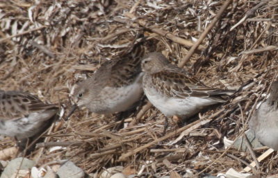 171104 IMG_8197_calidris - Western Dunlin what.jpg