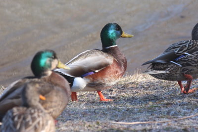 Odd Mallard - not a hybrid - Plymouth, MA - Feb. 8, 2018 (0523)