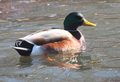 Handsome odd mallard (not a hybrid) at Jenney Mill Pond, Plymouth, MA - February 8, 2018