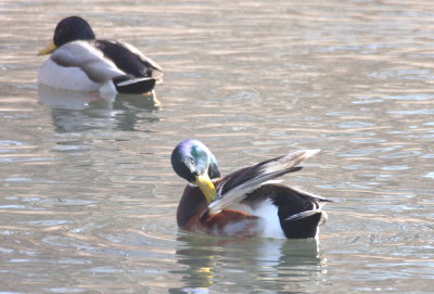 Odd Mallard - not a hybrid - Plymouth, MA - Feb. 8, 2018 (0541)