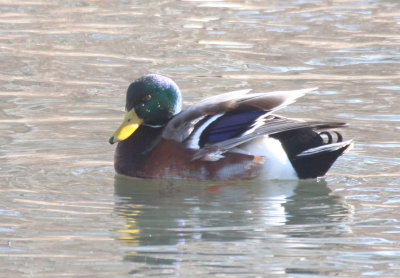 Odd Mallard - not a hybrid - Plymouth, MA - Feb. 8, 2018 (0546)