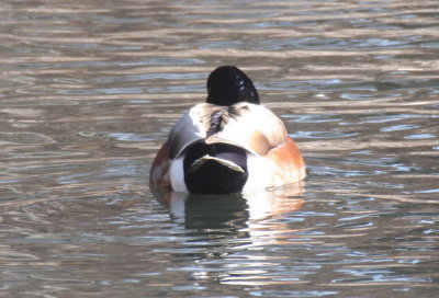 Odd Mallard - not a hybrid - Plymouth, MA - Feb. 8, 2018 (0548)