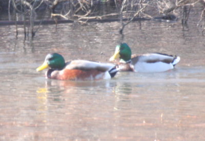 Handsome odd mallard (not a hybrid) at Jenney Mill Pond, Plymouth, MA - February 8, 2018