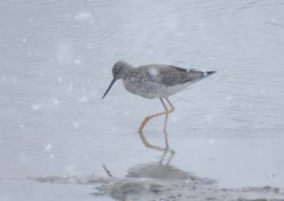 Greater Yellowlegs - Duxbury, MA - 1st of year in snow at Bluefish River bridge  -- April 2, 2018
