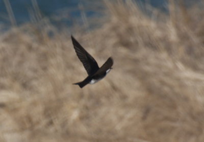 Tree Swallow - Duxbury Beach, MA - April 9, 2018 - first of season