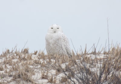 Snowy Owl - Duxbury Beach, MA - April 13, 2018