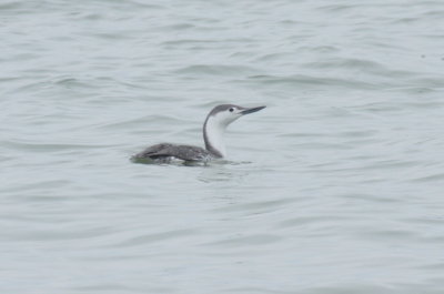 Red-throated Loon  - Duxbury Beach, MA - April 13, 2018