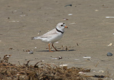 Piping Plover - Duxbury Beach, MA - May 30, 2018