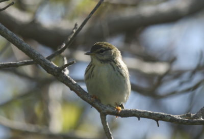 Blackpoll Warbler - Duxbury Beach, MA - May 30, 2018