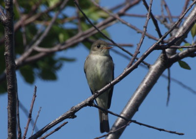 Eastern Wood Pewee - Duxbury Beach, MA - May 30, 2018