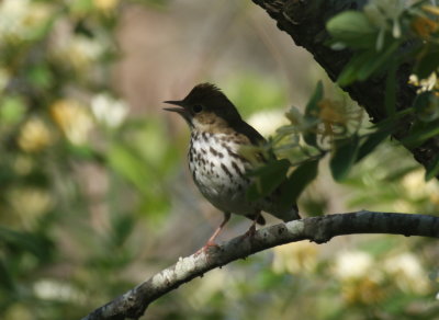 Ovenbird  -  Duxbury Beach, MA  -  May 29, 2018