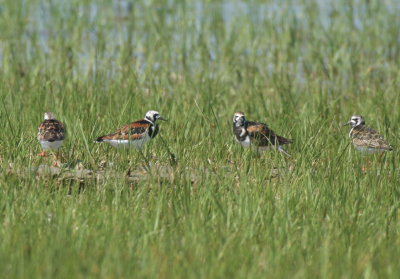 Ruddy Turnstones - Duxbury Beach, MA - May 29, 2018