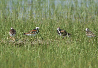 Ruddy Turnstones  -  Duxbury Beach, MA  -  May 29, 2018