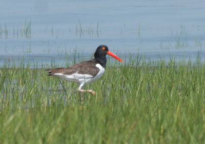 American Oystercatcher - Duxbury Beach, MA - May 29, 2018