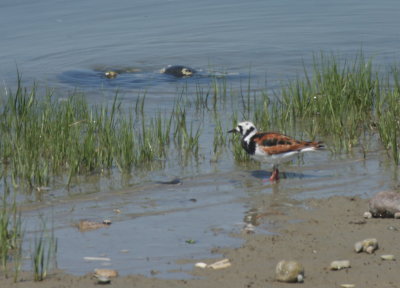 Ruddy Turnstone with mating Horseshoe Crabs - Duxbury Beach, MA - May 29, 2018