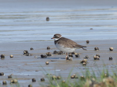 Semipalmated Plover - Duxbury Beach, MA -- June 15, 2018