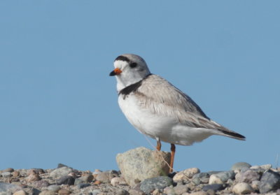 Piping Plover - Duxbury Beach, MA -- June 15, 2018