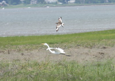 Willet vs Great Egret - Duxbury Beach, MA -- June 18, 2018