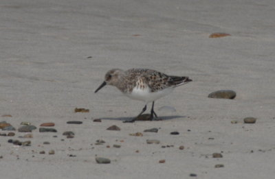 Sanderling (breeding plumage) - Duxbury Beach, MA -- June 2, 2018