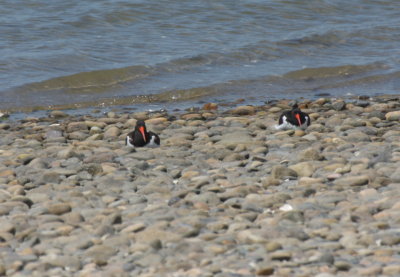 American Oystercatchers at rest - Duxbury Beach, MA - May 30, 2018