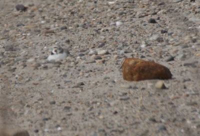 Piping Plover on nest - Duxbury Beach, MA - May 31, 2018