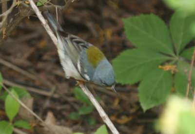 Parula Warbler (top view) - Duxbury Beach, MA -- June 1, 2018